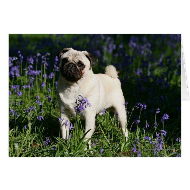 Cartão Fawn Pug em pé no Bluebells (Frente Horizontal)