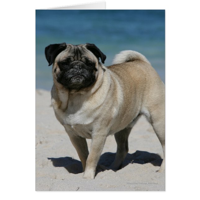 Cartão Fawn Pug na praia (Frente)