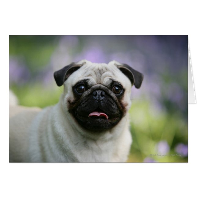 Cartão Fawn Pug on Alert (Frente Horizontal)