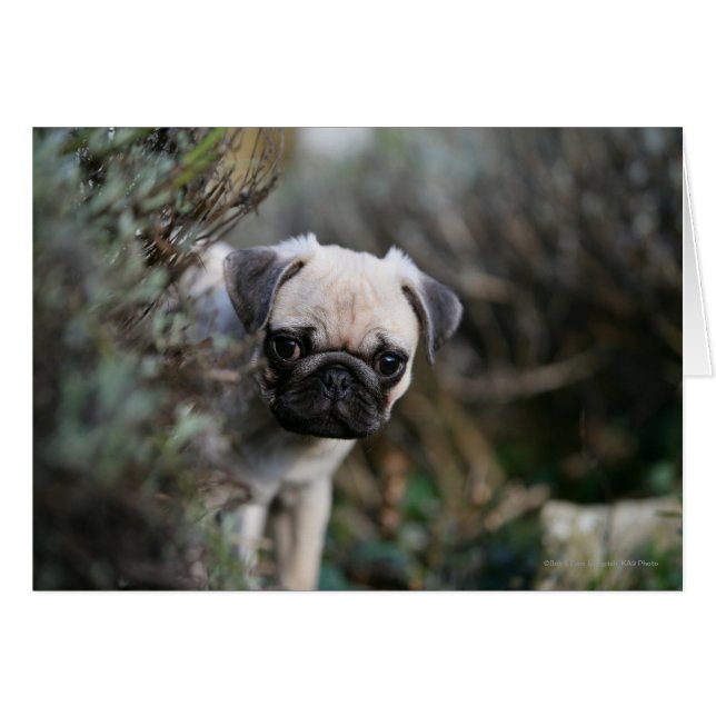 Cartão Fawn Pug Puppy (Frente Horizontal)