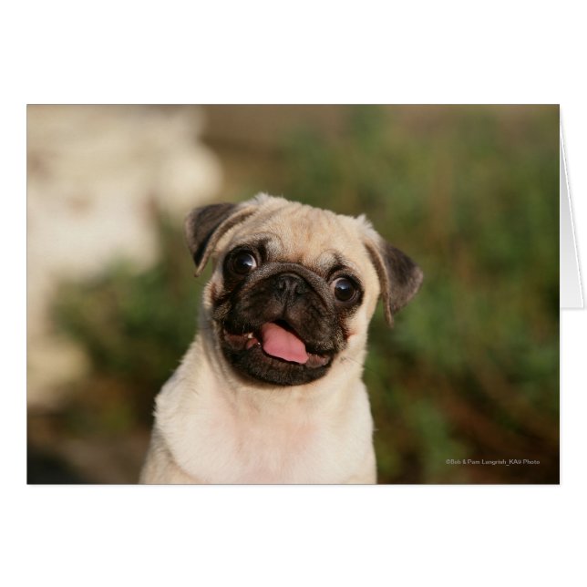 Cartão Fawn Pug Puppy (Frente Horizontal)