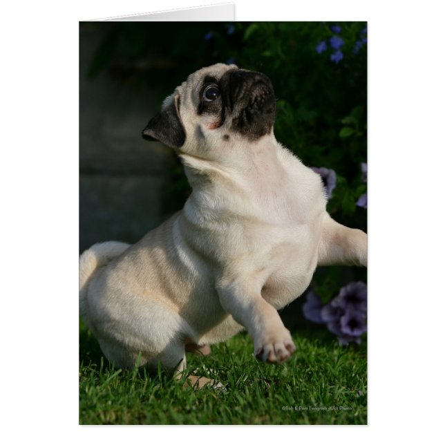 Cartão Fawn Pug Puppy (Frente)