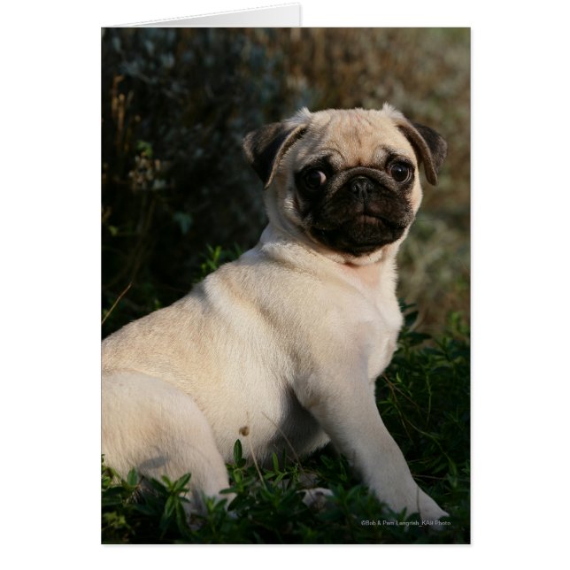 Cartão Fawn Pug Puppy Sentado (Frente)