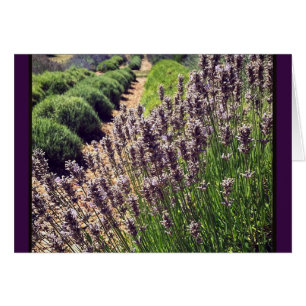 Cartão Fazenda lavanda