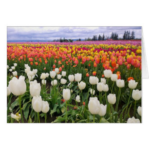 Cartão Fazenda Tulip