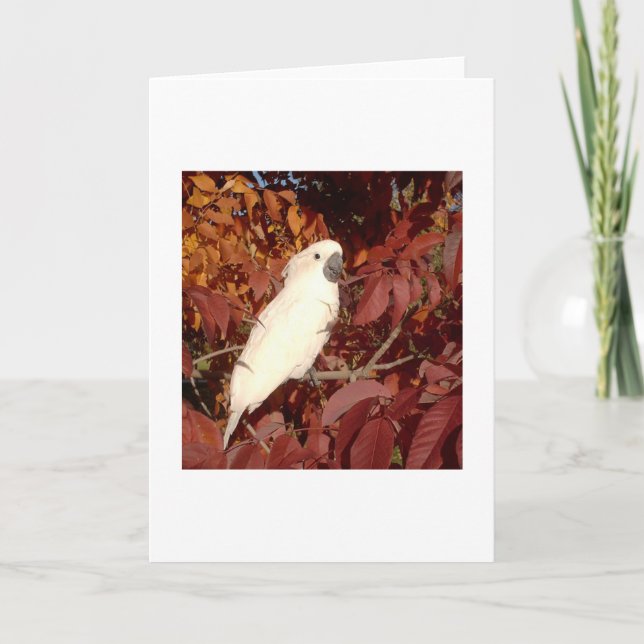 Cartão Feathered Family Cockatoo Note Card (Frente)