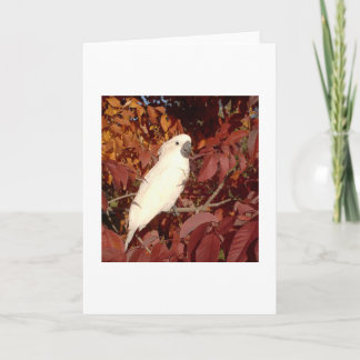 Cartão Feathered Family Cockatoo Note Card