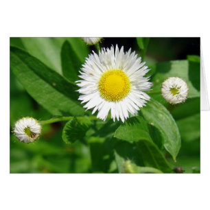 Cartão Febre branca