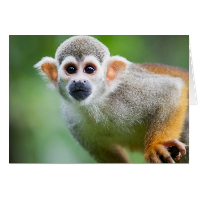 Cartão Fechamento de um Macaco Esquilo Comum (Frente Horizontal)