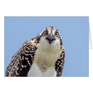 Cartão Fechamento de um Osprey Juvenil