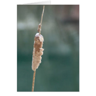 Cartão Fechamento do Cattail de inverno
