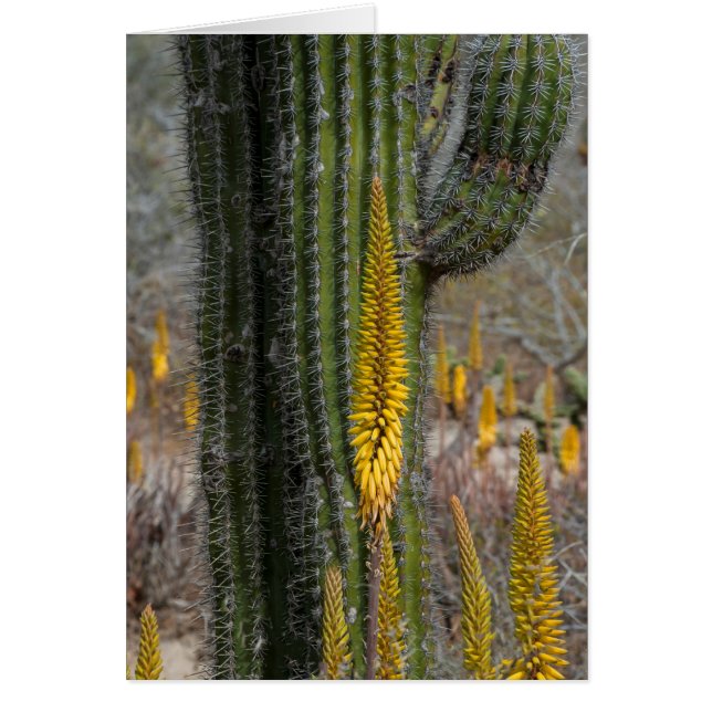 Cartão Fechar Cactus E Agave (Frente)