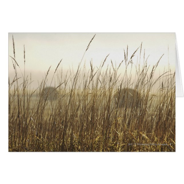 Cartão Feche a fotografia de trigo (Frente Horizontal)