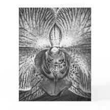 Feche a placa de saudação orquídea