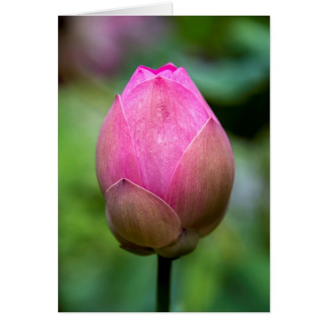 Cartão Fecho da flor de lótus, Bali (Frente)