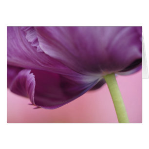 Cartão Fecho da parte inferior da flor da tulipa, Kuekenh