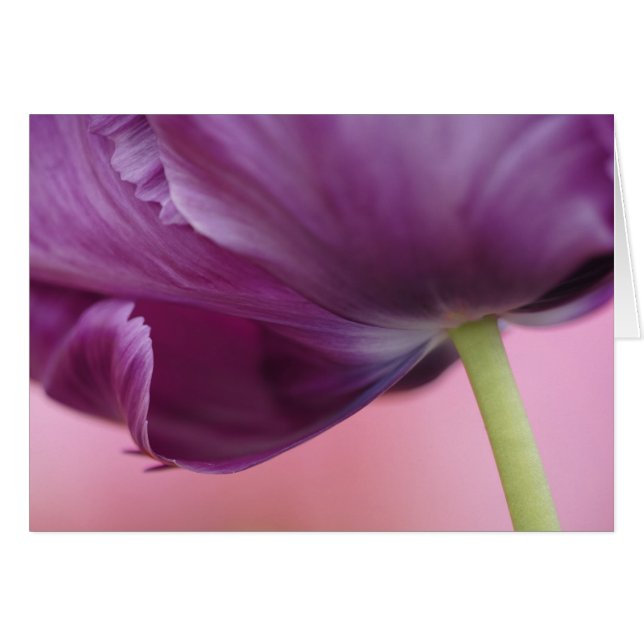 Cartão Fecho da parte inferior da tulipa, Kuekenhof (Frente Horizontal)