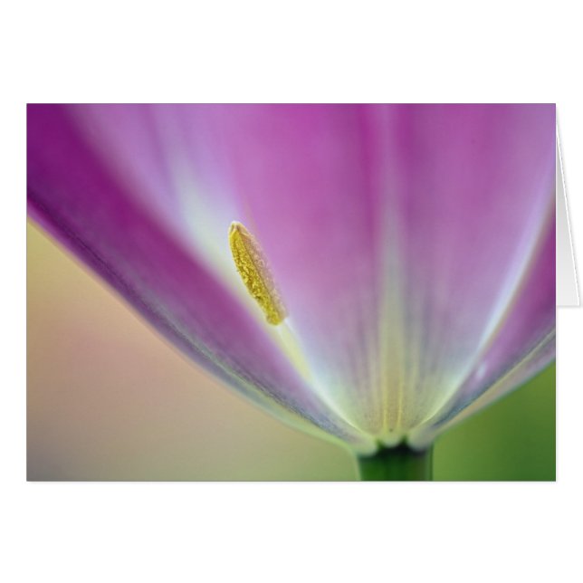 Cartão Fecho da parte inferior da tulipa, Kuekenhof 3 (Frente Horizontal)