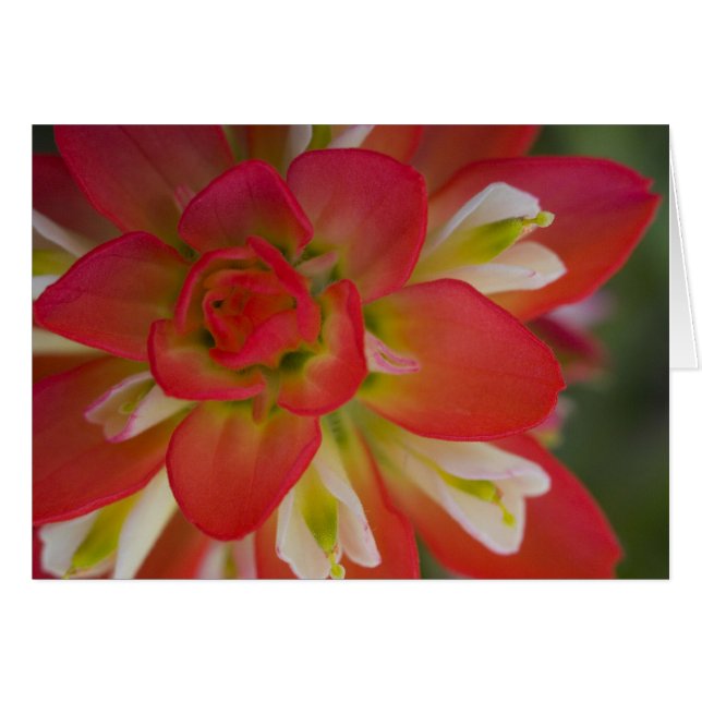 Cartão Fecho da Pinta Indiana em Bruxelas perto de Gay Hi (Frente Horizontal)