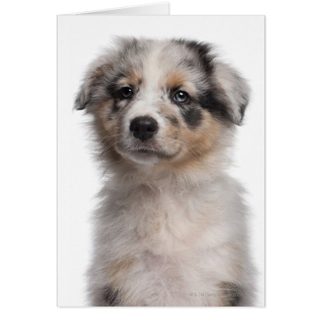 Cartão Fecho de filhote de Shepherd australiano Blue Merl (Frente)