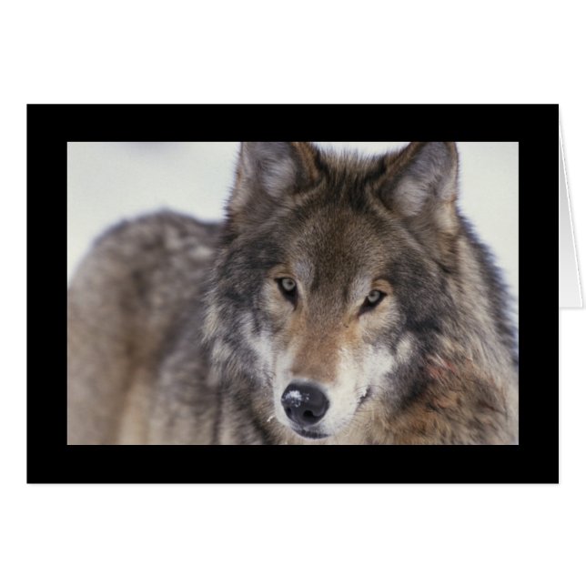 Cartão Fecho do Lobo (Frente Horizontal)