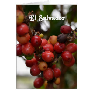 Cartão Feijão de café El Salvador