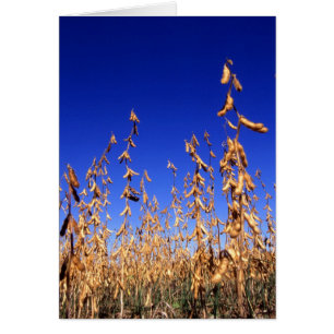 Cartão Feijões de soja