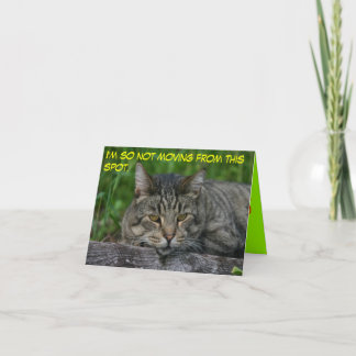 Cartão Felinos: Eu não estou me movendo desse lugar.