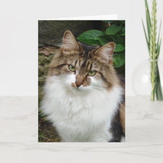 Cartão Felix in Thoughtful Mode