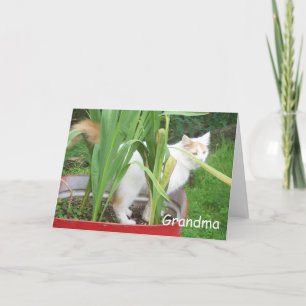 CARTÃO FELIZ ANIVERSÁRIO AVÓ