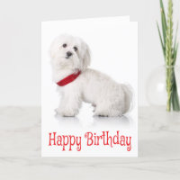 Feliz aniversário Bichon Frise Cachorro Vermelho e