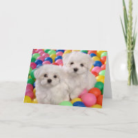 Feliz Aniversário Bichon Frise Cão Branco