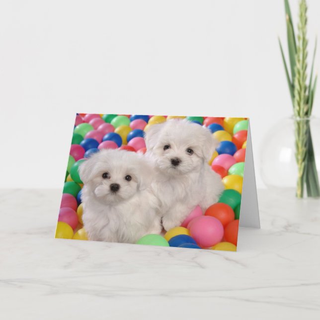 Cartão Feliz Aniversário Bichon Frise Cão Branco (Frente)