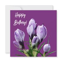 Feliz aniversário, bonito croco roxo, florzinha ad