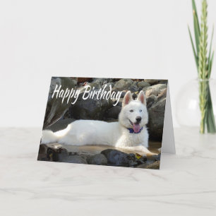 Cartão Feliz Aniversário Branco Siberiano Cachorro Feliz
