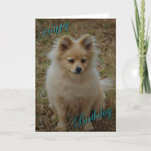 Cartão Feliz Aniversário Cachorro Pomerânia Aniversário D