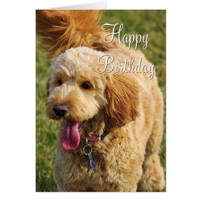 Cartão Feliz Aniversário Cão de Goldendoodle (Frente)