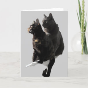 Cartão Feliz Aniversário Casal de Gatos