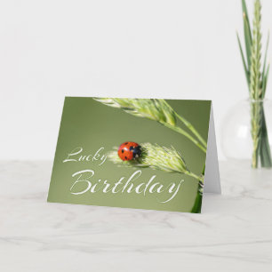 Cartão Feliz aniversário com uma pequena joaninha! Cart