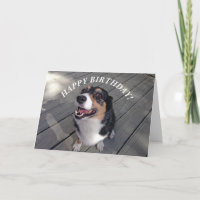 Feliz Aniversário de Corgi