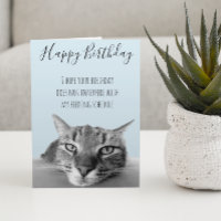 Feliz Aniversário De Gato Engraçado Humor