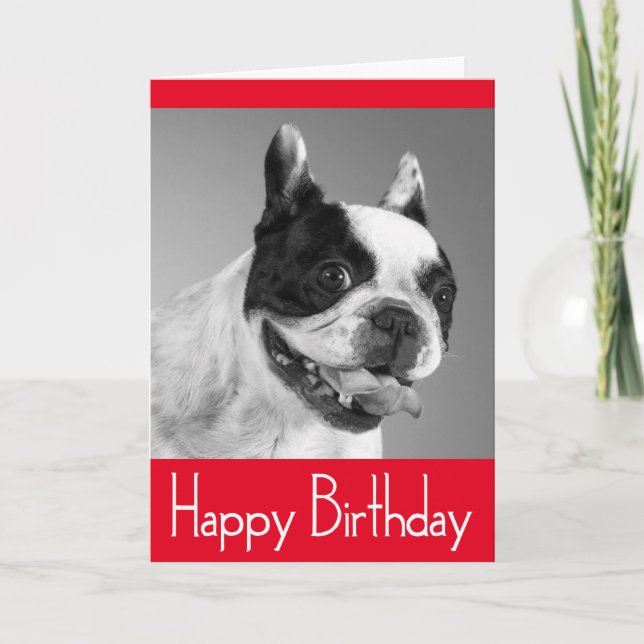 Cartão Feliz Aniversário do Bulldog Francês - Verso (Frente)