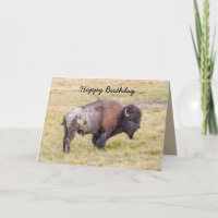 Feliz aniversário, Dusty Bison Bull Humor