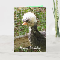 Feliz Aniversário Engraçado Galinha Polonesa