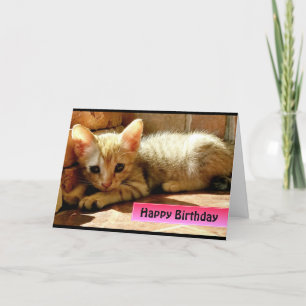 Cartão Feliz Aniversário Gatinho Pequeno e Fofo
