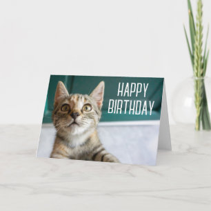 Cartão Feliz Aniversário   Gatinho Tabby Fofo
