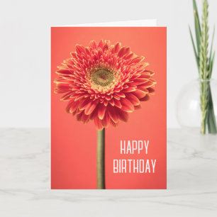 Cartão Feliz Aniversário   Gerbera Daisy Barberton Vermel