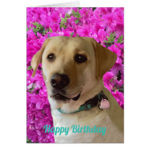 Cartão Feliz Aniversário, Labrador Cão Rosa, Adorável