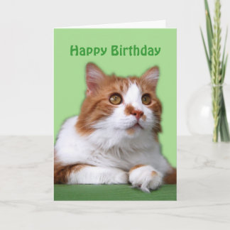 Cartão Feliz Aniversário Laranja e Gato Brancos Pensador