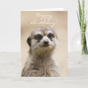 Cartão Feliz aniversário Meerkat
